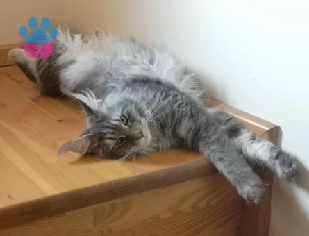 Maine Coon Kızımıza Eş Arıyoruz