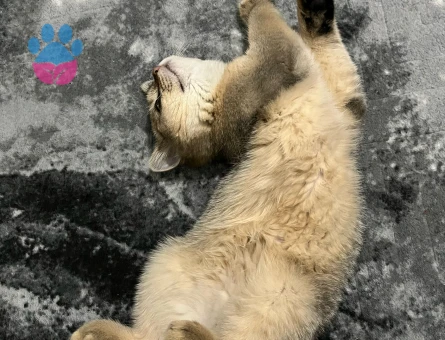 Kızımıza bi beyfendi arıyoruz