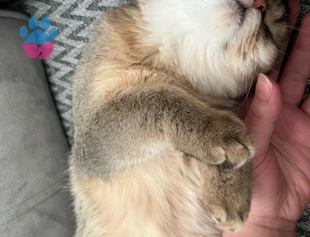 Kızımıza bi beyfendi arıyoruz