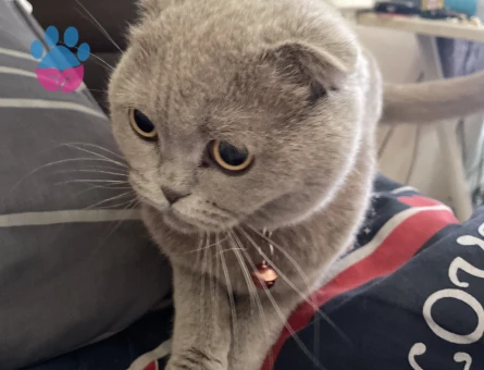 Scottish yavrumuza erkek eş arıyoruz kızgınlık döneminde acil