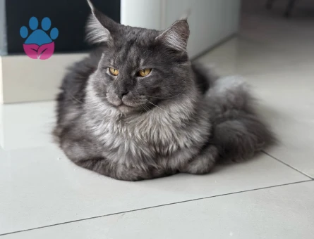 SAF KAN SCRLİ MAİN COON