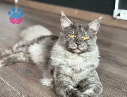 SAF KAN SCRLİ MAİN COON