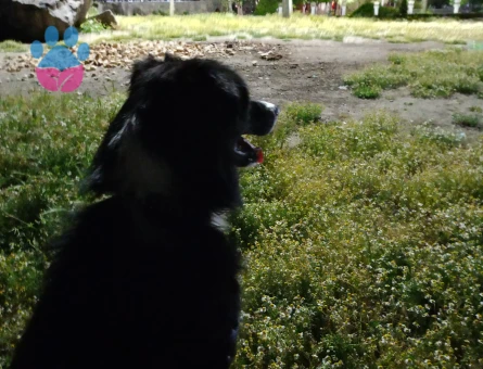 Chivasımıza eş ilanj