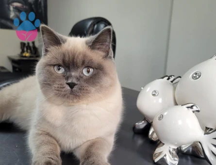 British Shorthair & Blue Point dişi minnoşlara Erkek Eş