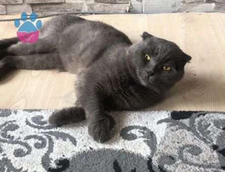 Scottish eş arıyorum