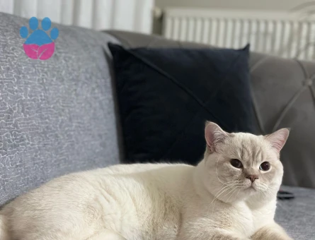 Oğlumuza eş arıyoruz