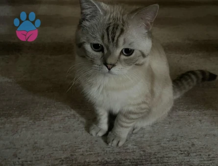British Shorthair