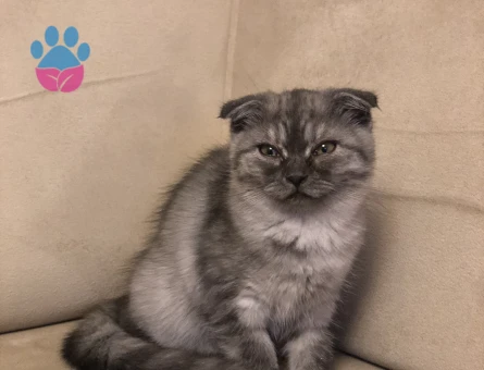 Kızıma eş arıyoruz