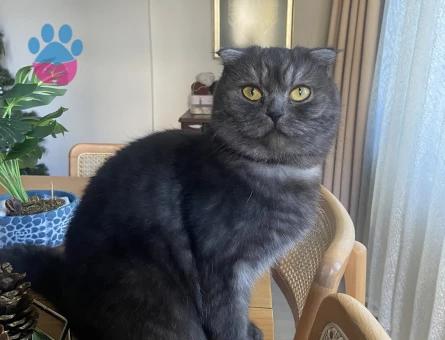 Kızıma eş arıyoruz