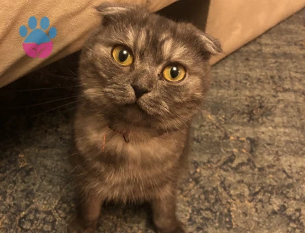 Kızıma eş arıyoruz