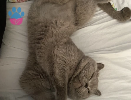 British Shorthair 2 Yaşında Eş Arıyor