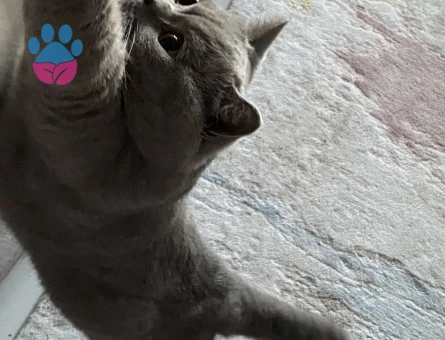 British Shorthair 2 Yaşında Eş Arıyor