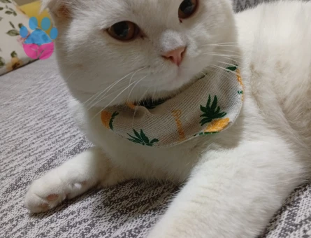 Scottish Fold oğlumuza dişi arıyoruz