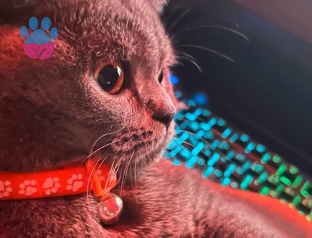 British Shorthair Kızımın ismi Lina yaş 2.5 Yaşında