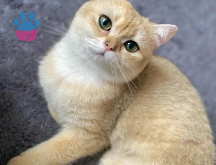 Ns11 golden british shortair