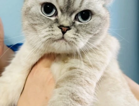 British blue point çiftleşdirme - 118969230