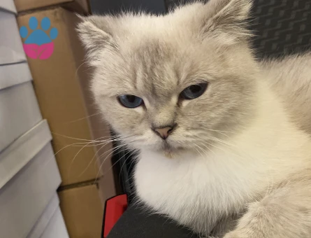 Scottish Fold 1 Yaşında Eş Arıyor