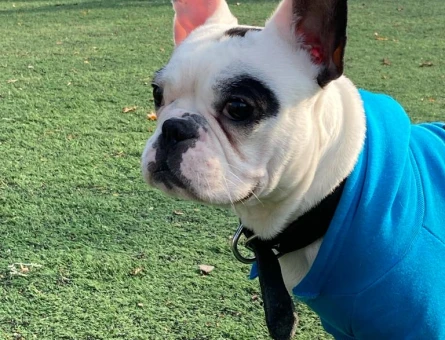 French bulldog Köpeğim Eş Arıyor - 118969248