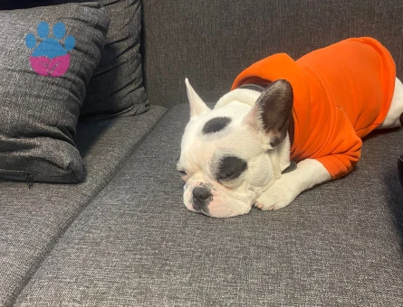 French bulldog Köpeğim Eş Arıyor