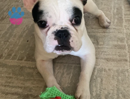 French bulldog Köpeğim Eş Arıyor