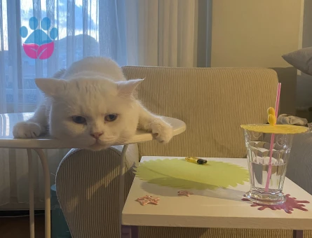 Oğluma eş arıyorum