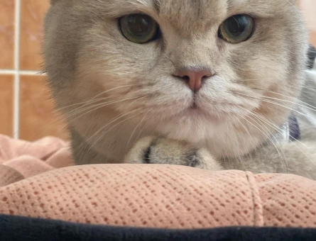 British Shorthair Asil Oğluma Eş Arıyorum - 118977444