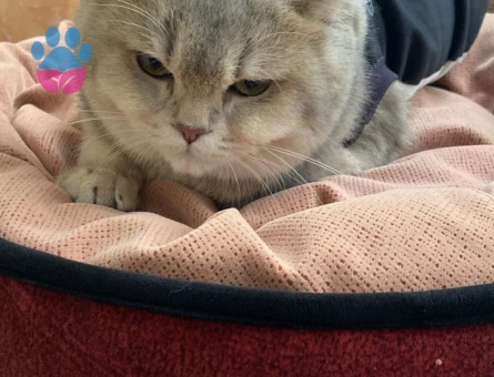 ASİL OĞLUMUZA EŞ ARIYORUZ. BRİTİSH SİLVER GOLDEN ERKEK KEDİME DİŞİ ARIYORUM-YAVRU HALİNDEKİ FOTOLARI DA MEVCUT