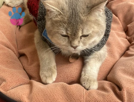 ASİL OĞLUMUZA EŞ ARIYORUZ. BRİTİSH SİLVER GOLDEN ERKEK KEDİME DİŞİ ARIYORUM-YAVRU HALİNDEKİ FOTOLARI DA MEVCUT