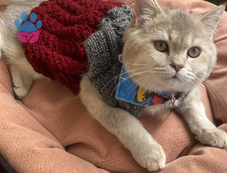 ASİL OĞLUMUZA EŞ ARIYORUZ. BRİTİSH SİLVER GOLDEN ERKEK KEDİME DİŞİ ARIYORUM-YAVRU HALİNDEKİ FOTOLARI DA MEVCUT