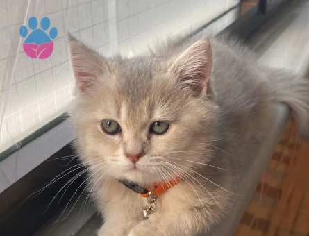 ASİL OĞLUMUZA EŞ ARIYORUZ. BRİTİSH SİLVER GOLDEN ERKEK KEDİME DİŞİ ARIYORUM-YAVRU HALİNDEKİ FOTOLARI DA MEVCUT