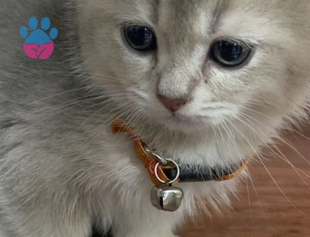 ASİL OĞLUMUZA EŞ ARIYORUZ. BRİTİSH SİLVER GOLDEN ERKEK KEDİME DİŞİ ARIYORUM-YAVRU HALİNDEKİ FOTOLARI DA MEVCUT