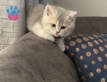 ASİL OĞLUMUZA EŞ ARIYORUZ. BRİTİSH SİLVER GOLDEN ERKEK KEDİME DİŞİ ARIYORUM-YAVRU HALİNDEKİ FOTOLARI DA MEVCUT