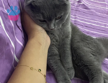 kızım için eş arıyorum