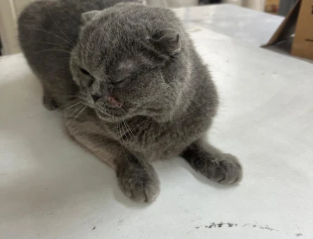 british short hair eş/güngören - 118977451