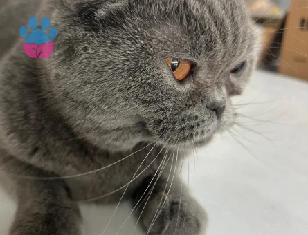 british short hair eş/güngören