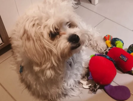 terrier maltese malta kopegi 10 aylik erkek - 118977453