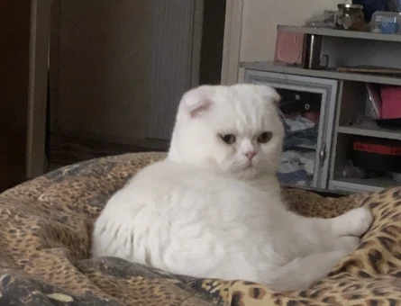 British Shorthair 2 Yaşında Eş Arıyorum - 118969891