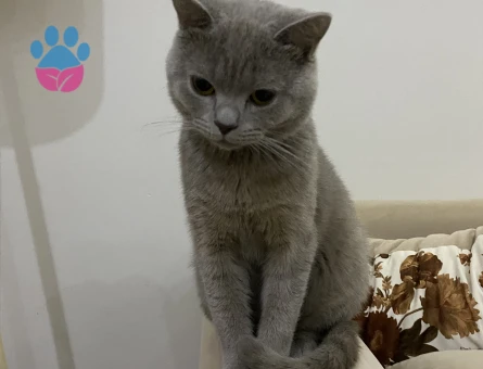 British Kedim için Dişi arıyorum