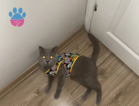 British Kedim için Dişi arıyorum