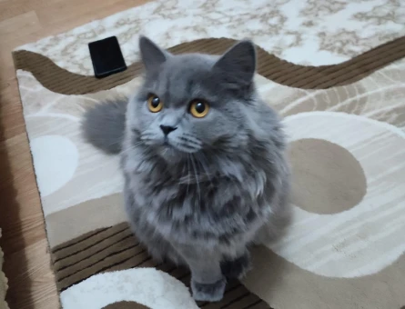 British longhair 2 Yaşında Eş Arıyorum - 118969905