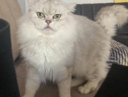 British Longhair 1 Yaşında Eş Arıyor - 118969907