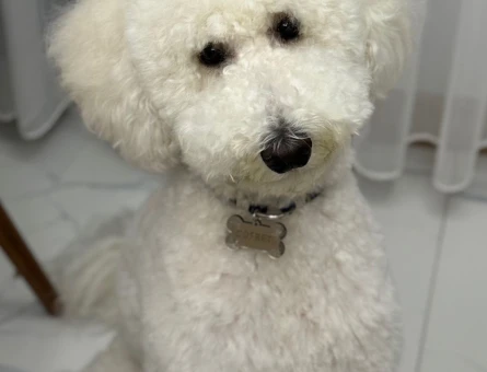 Standart Poodle oğluma eş arıyorum. - 118969909