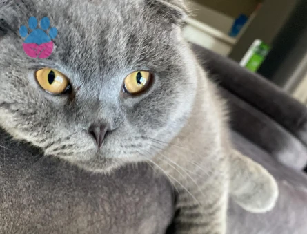 Scottish Fold Oğluma Eş Arıyorum