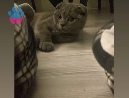 Scottish Fold Oğluma Eş Arıyorum