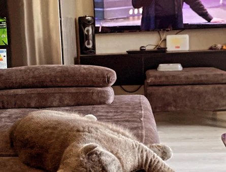 Scottish Fold Oğluma Eş Arıyorum - 118969915