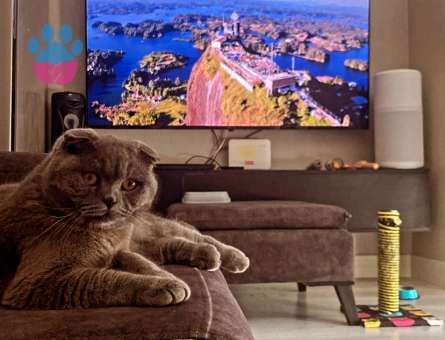 Scottish Fold Oğluma Eş Arıyorum