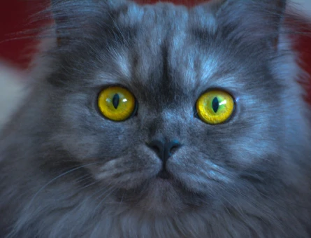 British longhair Boncuğumuza eş arıyoruz - 118969916