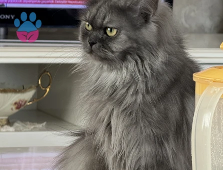British longhair Boncuğumuza eş arıyoruz