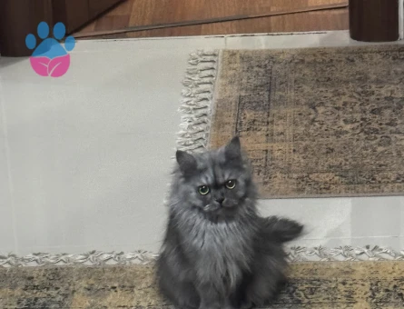 British longhair Boncuğumuza eş arıyoruz