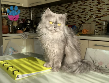 British longhair Boncuğumuza eş arıyoruz